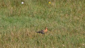 2022 april ivn cursus 161